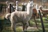 Glenhope Alpacas Bed and Breakfast